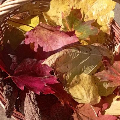 Panier de feuilles